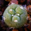 Vai alla scheda di Lophophora diffusa