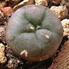 Vai alla scheda di Lophophora fricii