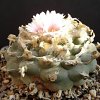 Vai alla scheda di Lophophora williamsii