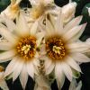 Vai alla scheda di Lophophora williamsii cv. albiflora