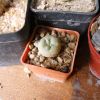 Vai alla scheda di Lophophora williamsii cv. iboginkan extra blue