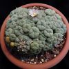 Vai alla scheda di Lophophora williamsii f. caespitosa