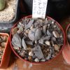 Vai alla scheda di Lophophora williamsii f. violet skin