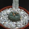 Vai alla scheda di Lophophora williamsii ssp. grymii