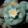 Vai alla scheda di Lophophora williamsii v. caespitosa