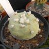 Vai alla scheda di Lophophora williamsii v. lutea