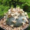 Vai alla scheda di Lophophora williamsii v. pentagona