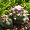 Vai alla scheda di Lophophora williamsii v. pluricostata