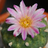 Vai alla scheda di Lophophora williamsii x turbinicarpus lophophoroides