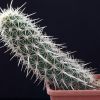 Vai alla scheda di Machaerocereus eruca