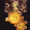 Vai alla scheda di Maihueniopsis darwinii