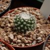 Vai alla scheda di Mammillaria acanthoplegma