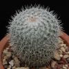 Vai alla scheda di Mammillaria aff. albata