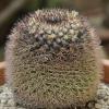 Vai alla scheda di Mammillaria aff. bocensis