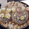 Vai alla scheda di Mammillaria aff. brachytrichion