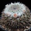 Vai alla scheda di Mammillaria aff. brauneana