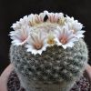 Vai alla scheda di Mammillaria aff. candida