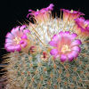 Vai alla scheda di Mammillaria aff. conspicua