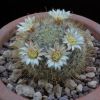 Vai alla scheda di Mammillaria aff. crinita