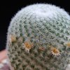 Vai alla scheda di Mammillaria aff. crucigera