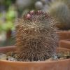 Vai alla scheda di Mammillaria aff. discolor