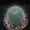 Vai alla scheda di Mammillaria aff. dixanthocentron