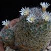 Vai alla scheda di Mammillaria aff. felipensis