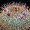 Vai alla scheda di Mammillaria aff. flavicentra