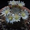 Vai alla scheda di Mammillaria aff. gilensis