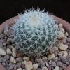 Vai alla scheda di Mammillaria aff. ignota