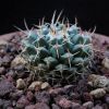 Vai alla scheda di Mammillaria aff. magnimamma