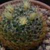 Vai alla scheda di Mammillaria aff. moeller-valdeziana