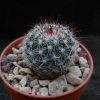 Vai alla scheda di Mammillaria aff. montensis