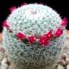 Vai alla scheda di Mammillaria aff. monticola