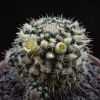 Vai alla scheda di Mammillaria aff. nagliana