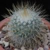 Vai alla scheda di Mammillaria aff. nunezii