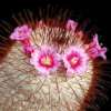 Vai alla scheda di Mammillaria aff. perezdelarosae