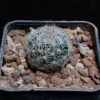 Vai alla scheda di Mammillaria aff. picta