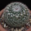 Vai alla scheda di Mammillaria aff. saetigera