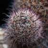 Vai alla scheda di Mammillaria aff. verhaertiana