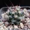 Vai alla scheda di Mammillaria aff. wagneriana