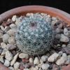 Vai alla scheda di Mammillaria aff. woodsii