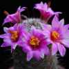 Vai alla scheda di Mammillaria alamensis
