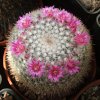 Vai alla scheda di Mammillaria albata