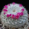 Vai alla scheda di Mammillaria albata v. longispina