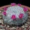 Vai alla scheda di Mammillaria albata v. sanciro