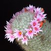 Vai alla scheda di Mammillaria albicans