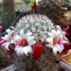 Vai alla scheda di Mammillaria albicans f. slevinii