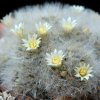 Vai alla scheda di Mammillaria albicoma