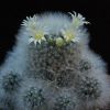 Vai alla scheda di Mammillaria albicoma forma